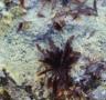 photo de laurencie pennée, Laurencia pinnatifida